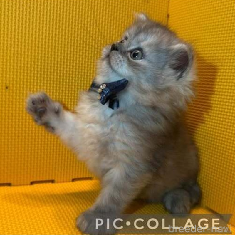 販売中の神奈川県のミヌエット-130179の3枚目