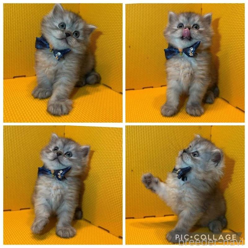 販売中の神奈川県のミヌエット-130179の2枚目