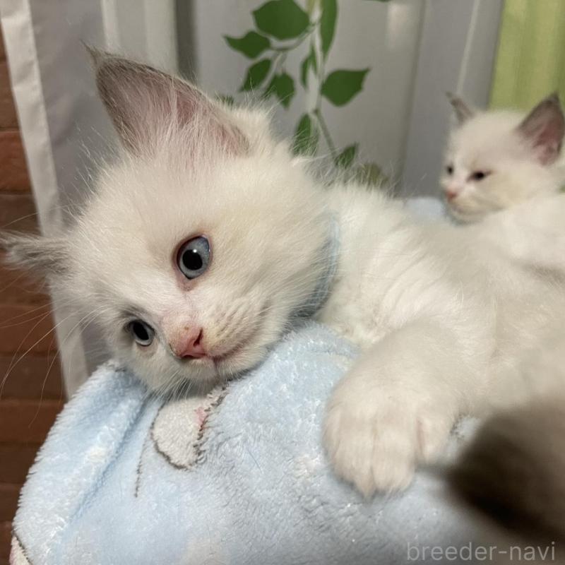 販売中の兵庫県のラグドール-130178