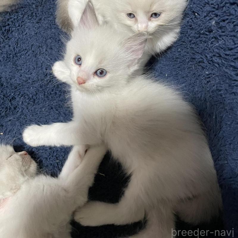 販売中の兵庫県のラグドール-130178の3枚目