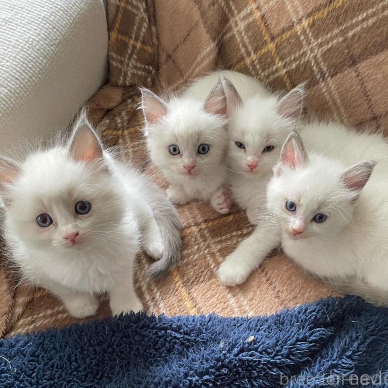 販売中の兵庫県のラグドール-130178の2枚目