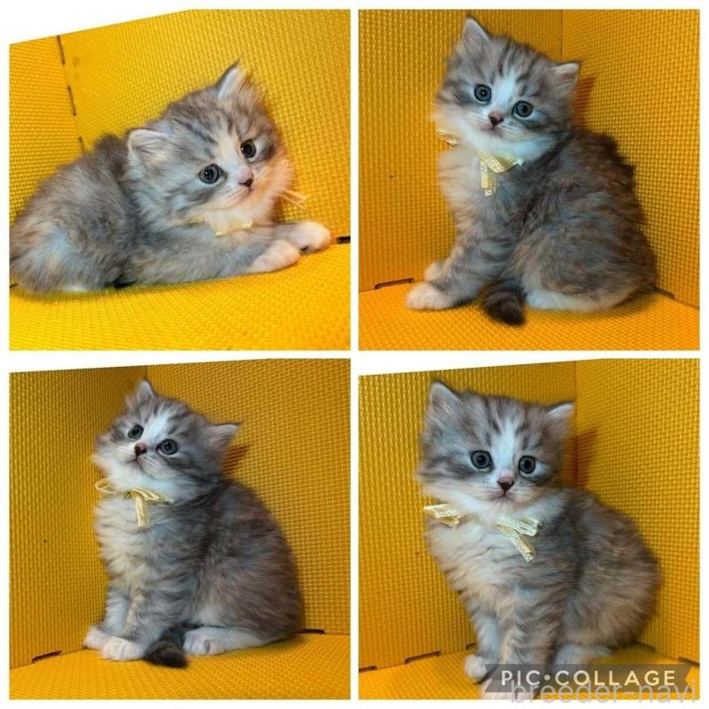 販売中の神奈川県のミヌエット-130180の5枚目