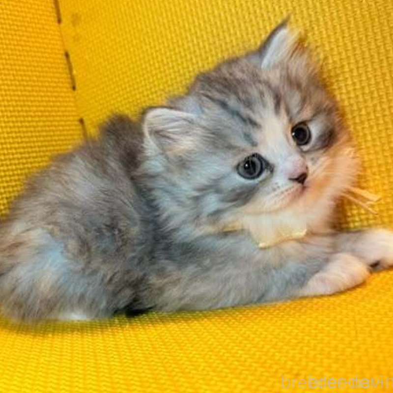 販売中の神奈川県のミヌエット-130180の4枚目