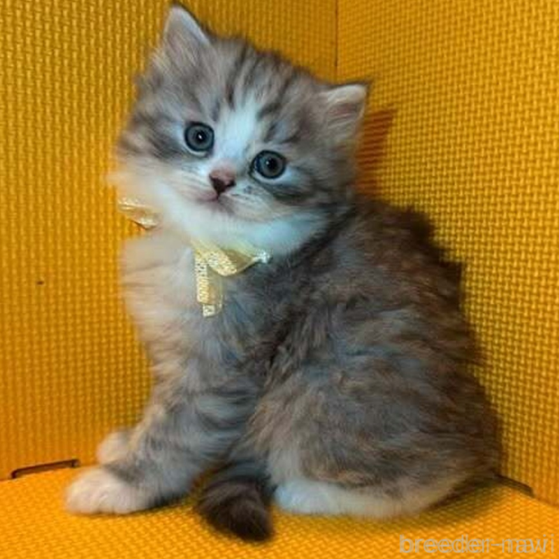 販売中の神奈川県のミヌエット-130180