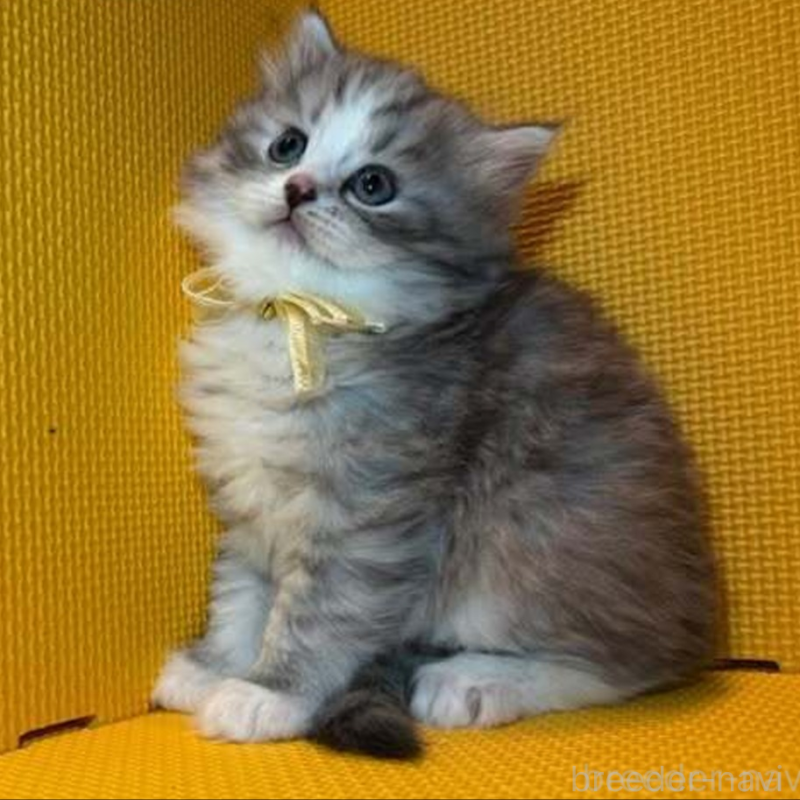 販売中の神奈川県のミヌエット-130180の3枚目