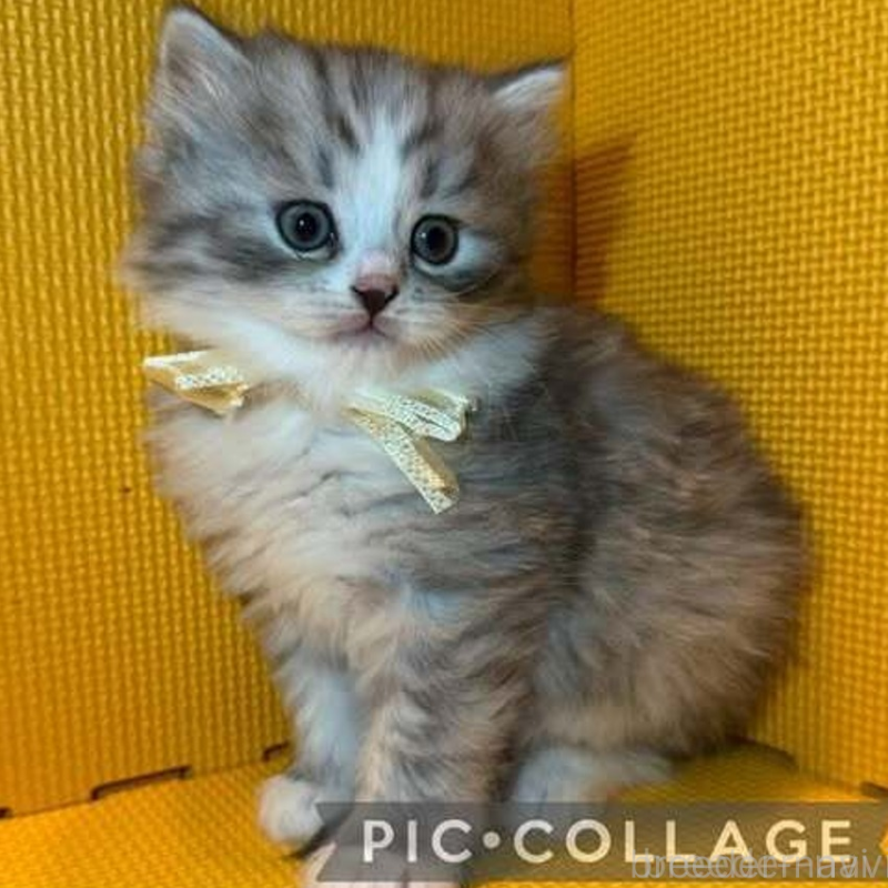 販売中の神奈川県のミヌエット-130180の2枚目