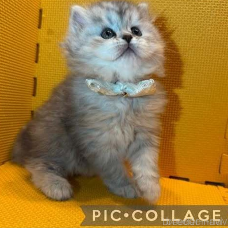 販売中の神奈川県のミヌエット-130181の5枚目