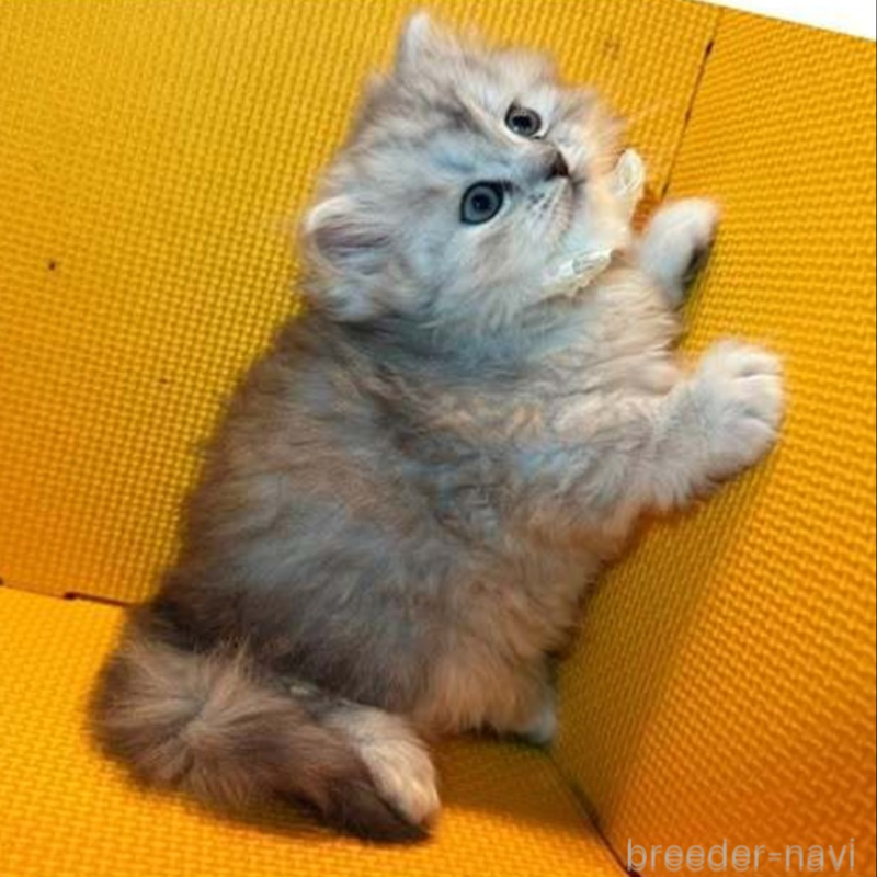 販売中の神奈川県のミヌエット-130181の4枚目