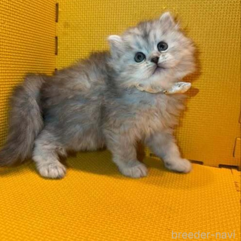 販売中の神奈川県のミヌエット-130181の3枚目