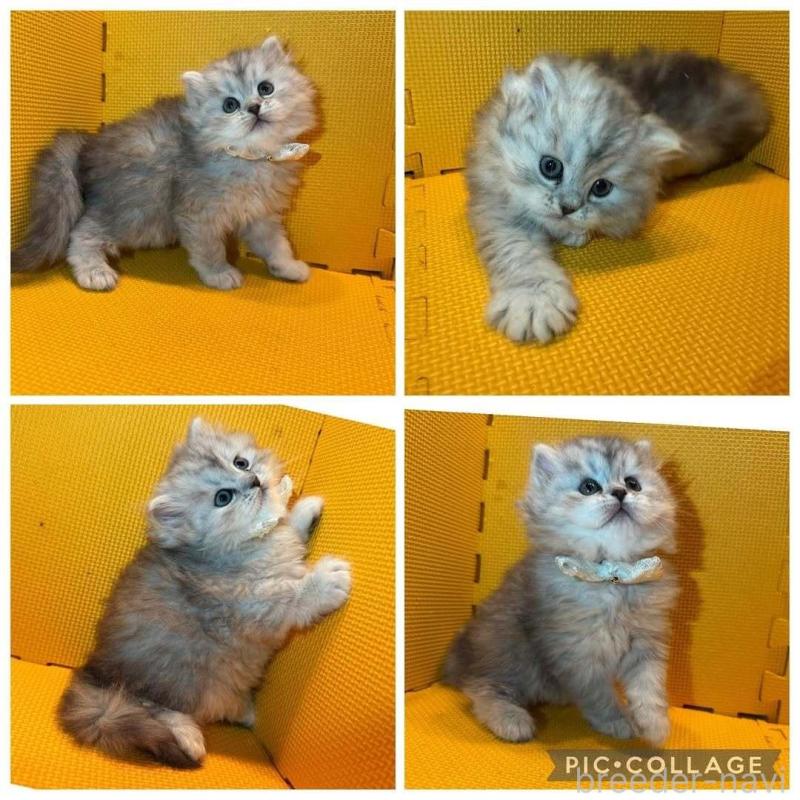 販売中の神奈川県のミヌエット-130181の2枚目