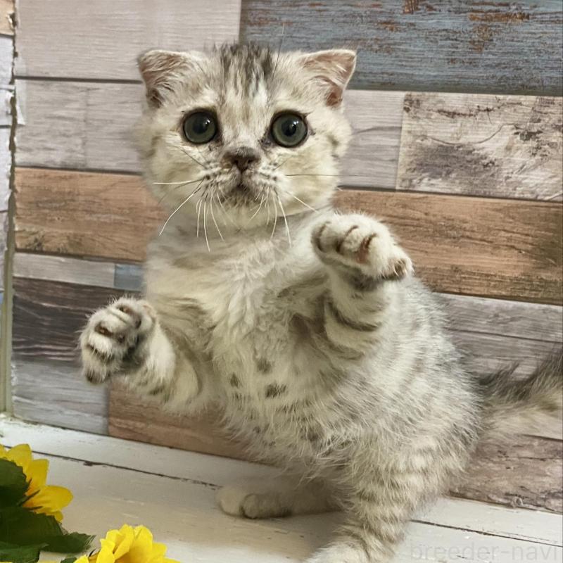 販売中の大阪府のミックス-130182