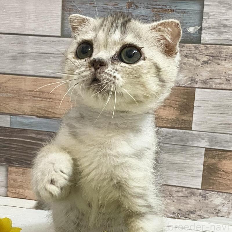 販売中の大阪府のミックス-130182の5枚目