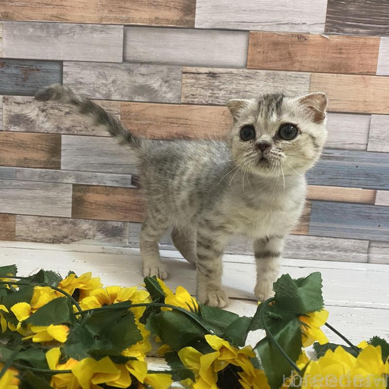 販売中の大阪府のミックス-130182の4枚目