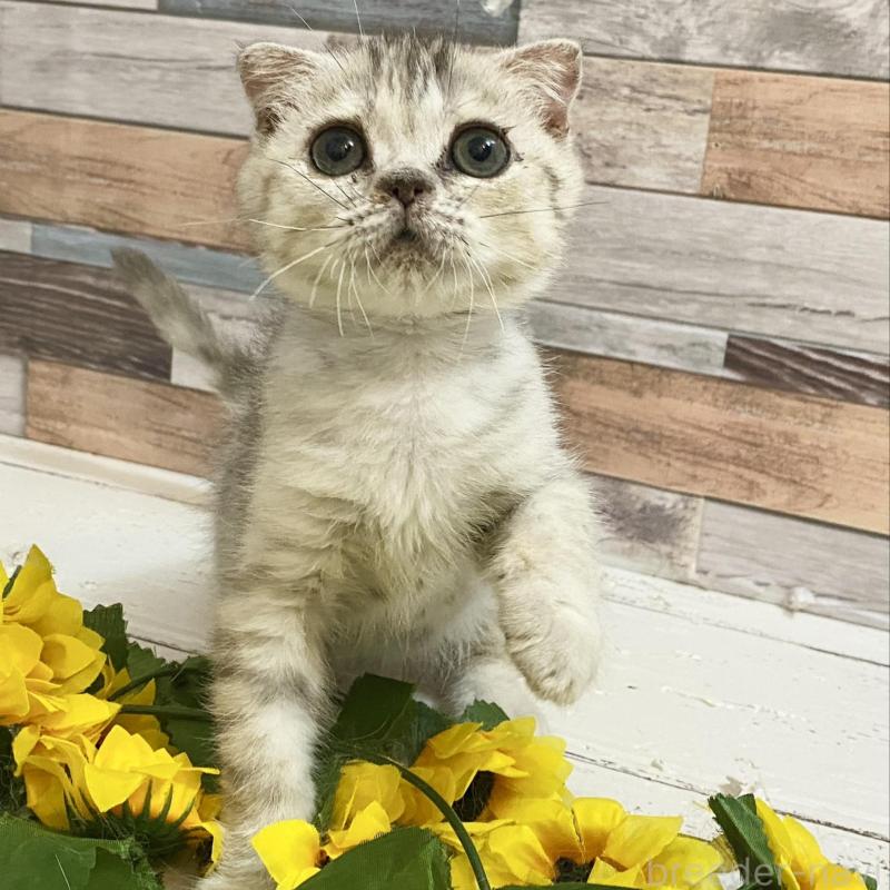 販売中の大阪府のミックス-130182の3枚目