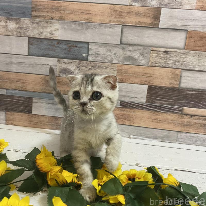 販売中の大阪府のミックス-130182の2枚目