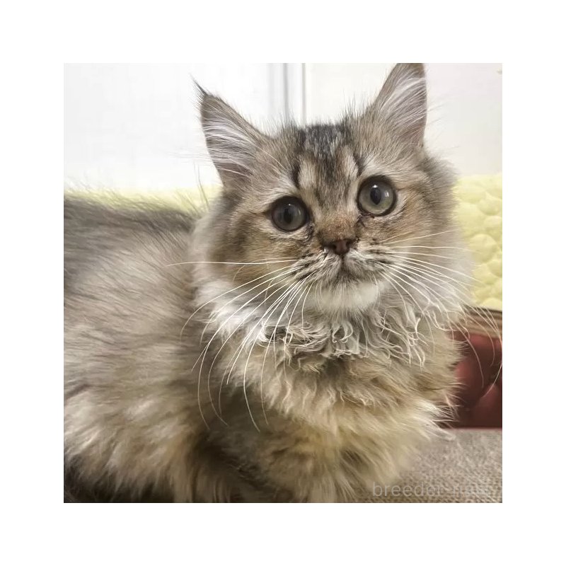 販売中の埼玉県のマンチカン(短足)-130183