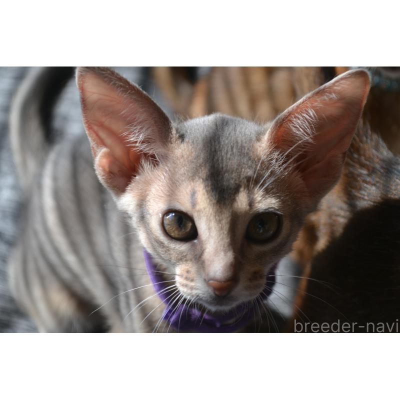 成約済の愛知県のアビシニアン-129640の3枚目