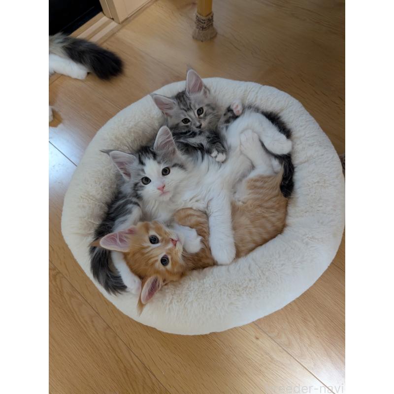 販売中の岡山県のメインクーン-128788の2枚目