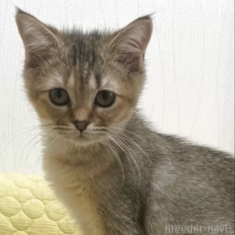 販売中の埼玉県のマンチカン-130184