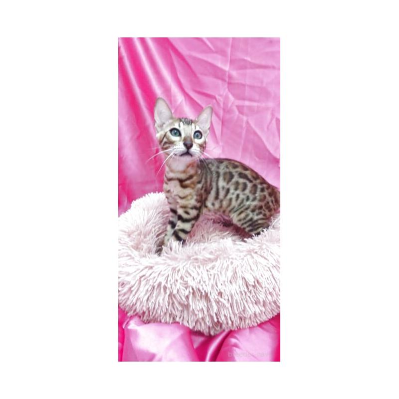 販売中の千葉県のベンガル-130185の2枚目