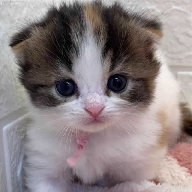 販売中の埼玉県のスコティッシュフォールド(折れ耳)-130187