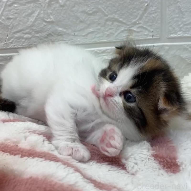 販売中の埼玉県のスコティッシュフォールド(折れ耳)-130187の7枚目