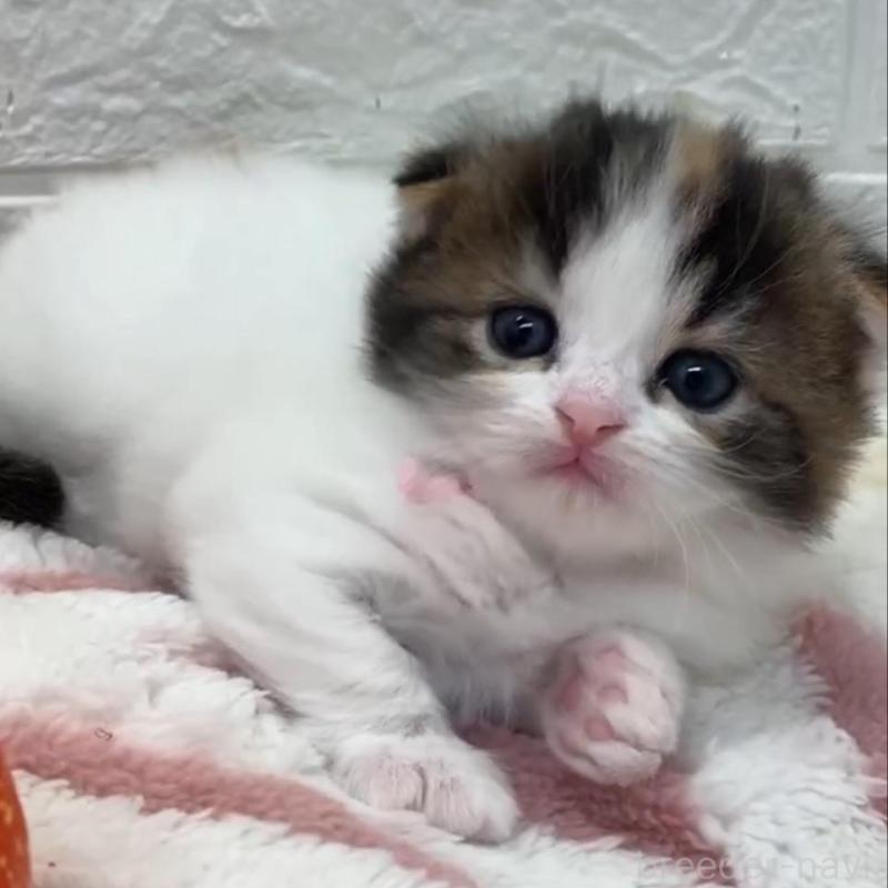 販売中の埼玉県のスコティッシュフォールド(折れ耳)-130187の6枚目