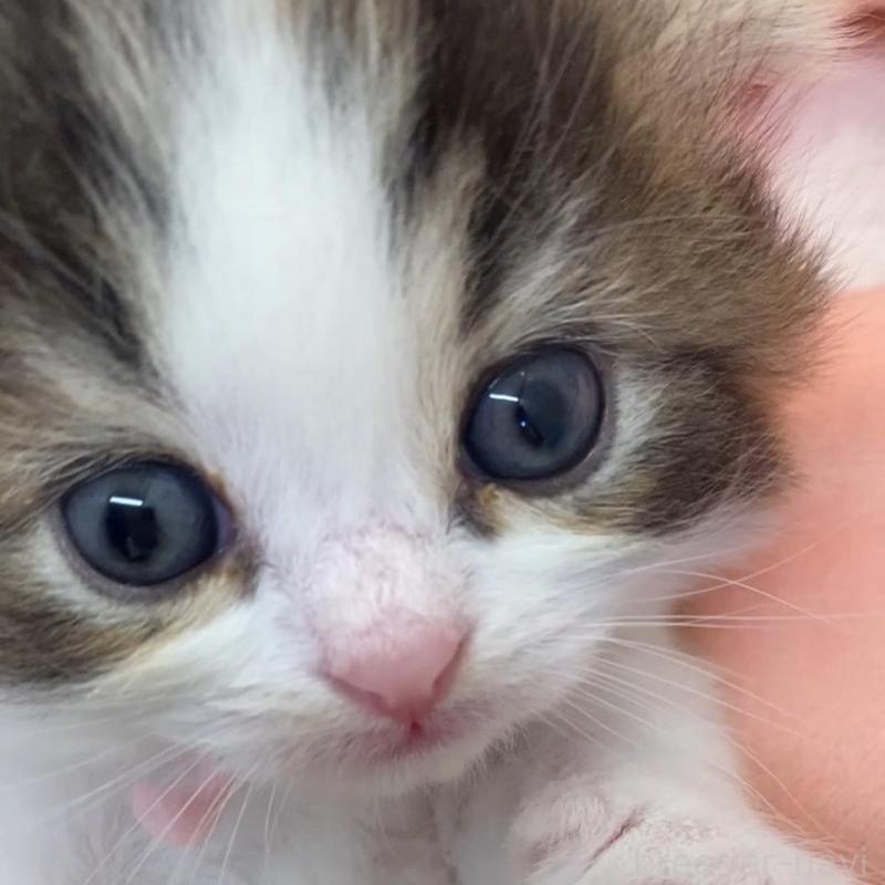 販売中の埼玉県のスコティッシュフォールド(折れ耳)-130187の5枚目