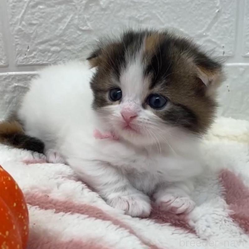 販売中の埼玉県のスコティッシュフォールド(折れ耳)-130187の4枚目