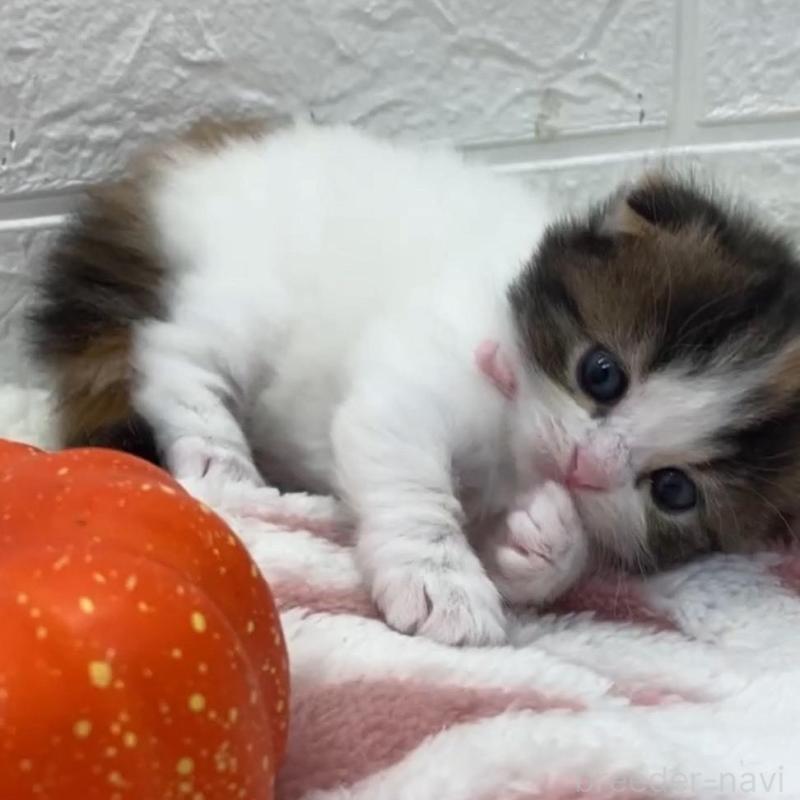 販売中の埼玉県のスコティッシュフォールド(折れ耳)-130187の3枚目