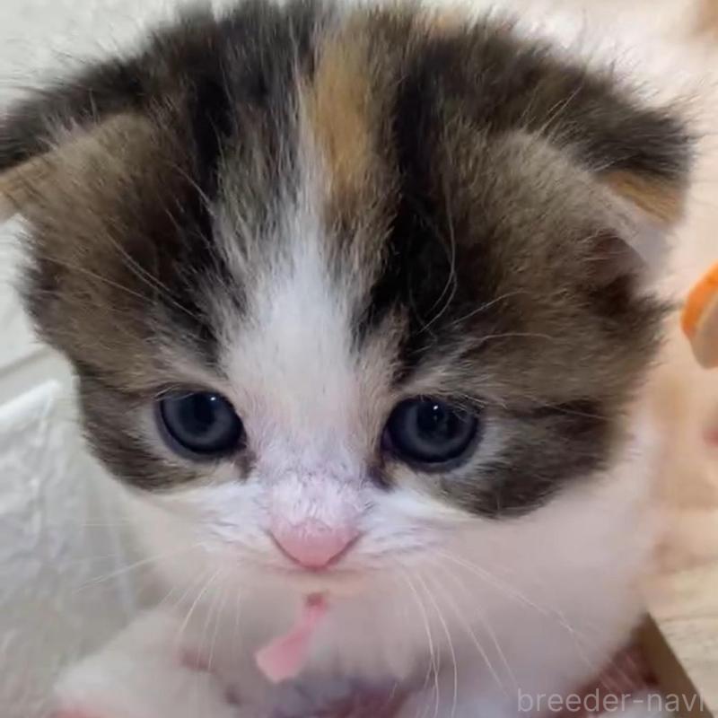 販売中の埼玉県のスコティッシュフォールド(折れ耳)-130187の2枚目