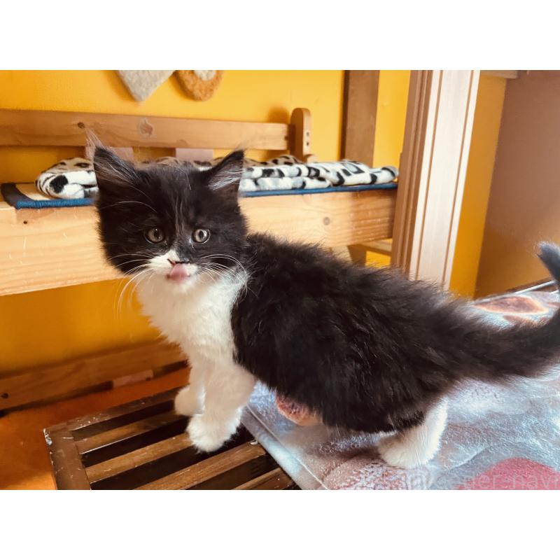 販売中の京都府のメインクーン-127942の5枚目