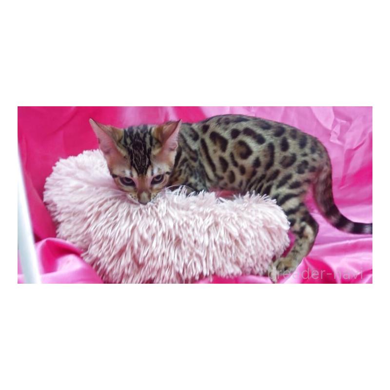 販売中の千葉県のベンガル-130186の2枚目