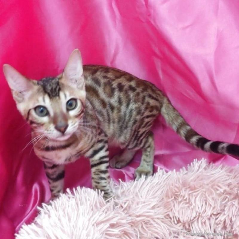 販売中の千葉県のベンガル-130188の3枚目