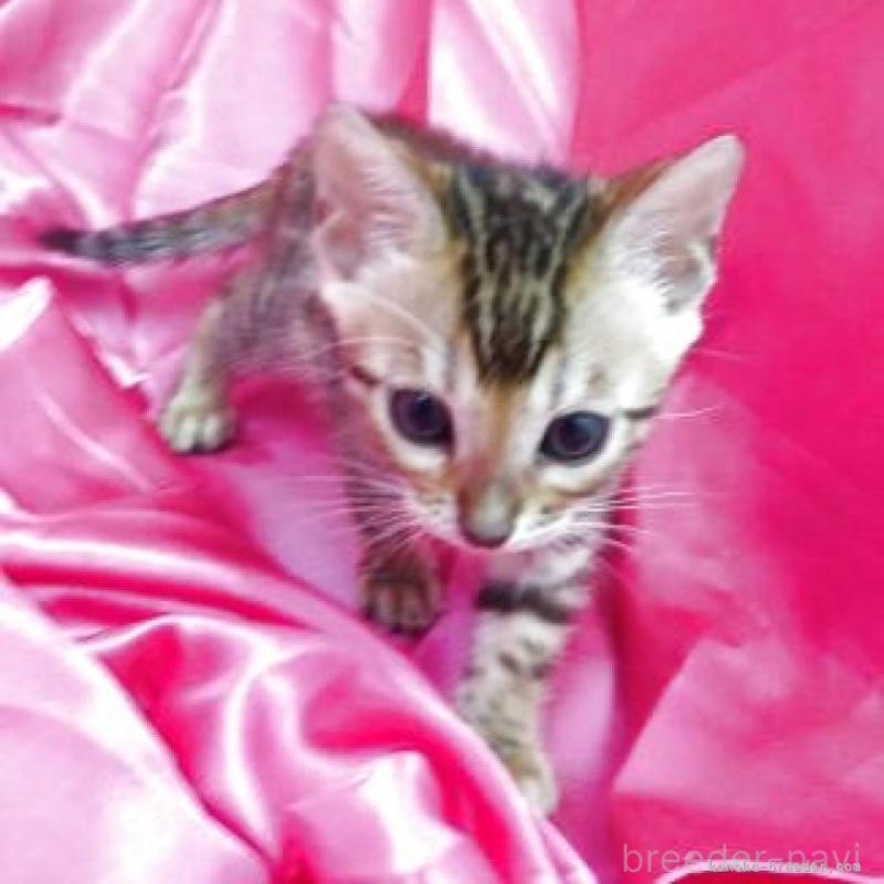 販売中の千葉県のベンガル-130188の2枚目