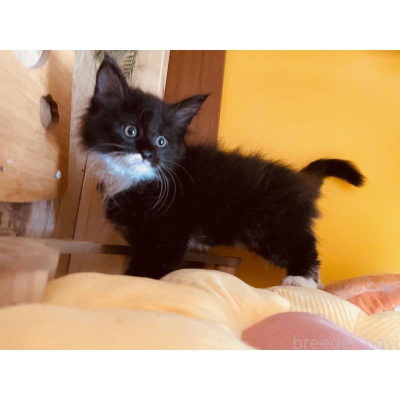 販売中の京都府のメインクーン-127942