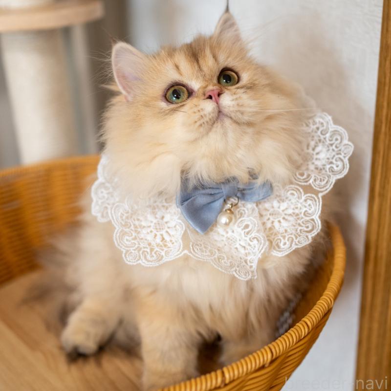 販売中の大阪府のブリティッシュロングヘア-128575の8枚目