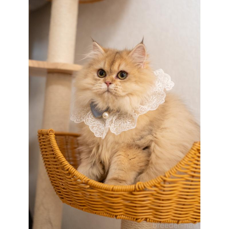 販売中の大阪府のブリティッシュロングヘア-128575の7枚目