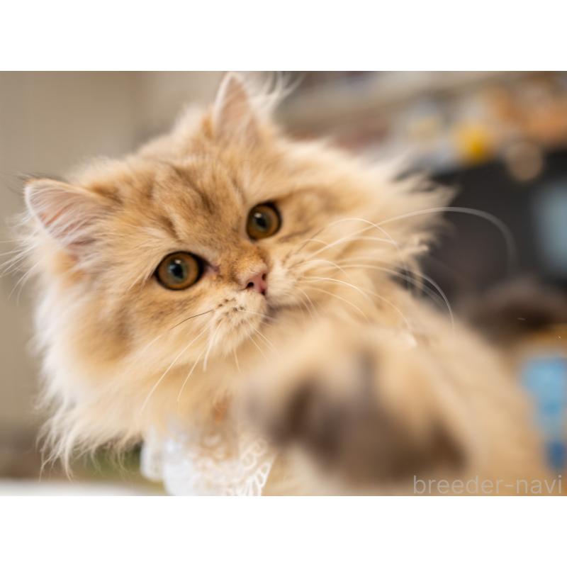 販売中の大阪府のブリティッシュロングヘア-128575の5枚目