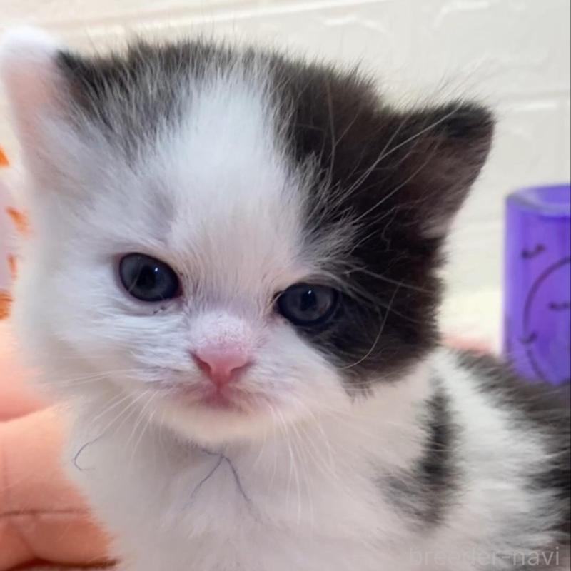 販売中の埼玉県のスコティッシュフォールド-130189