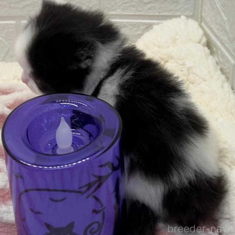 販売中の埼玉県のスコティッシュフォールド-130189の7枚目