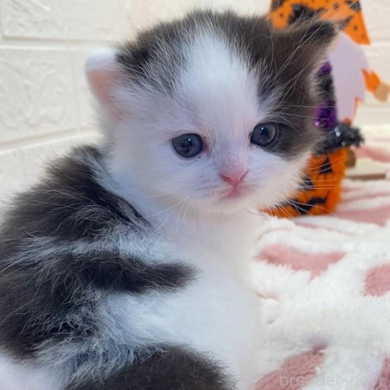 販売中の埼玉県のスコティッシュフォールド-130189の6枚目