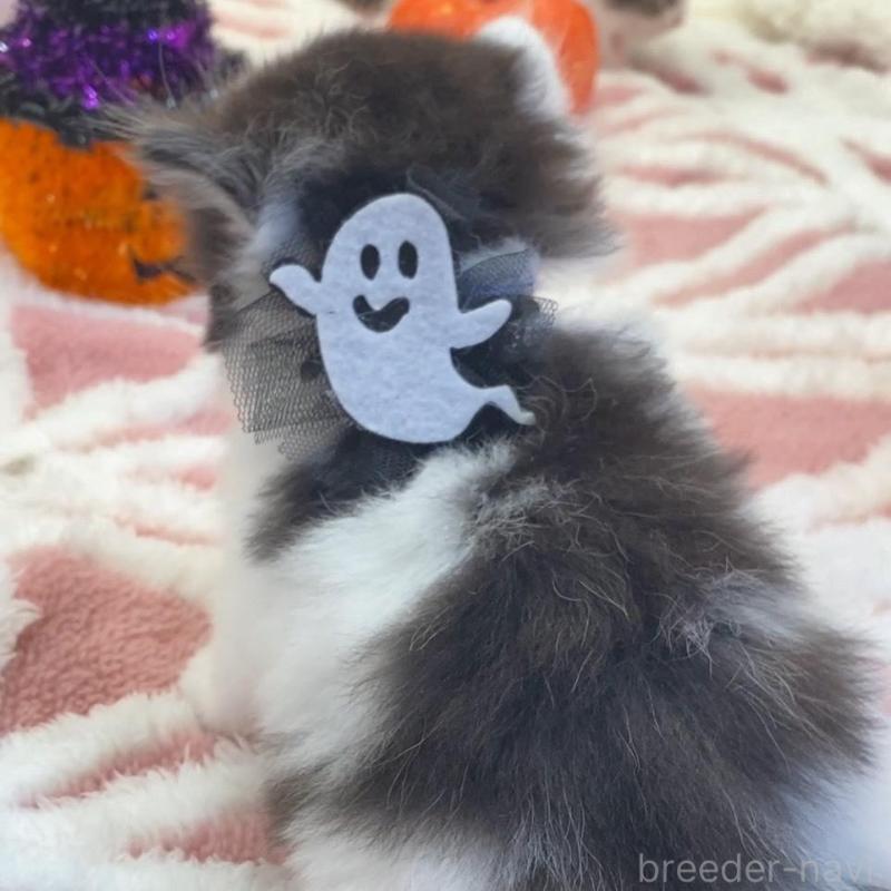 販売中の埼玉県のスコティッシュフォールド-130189の5枚目