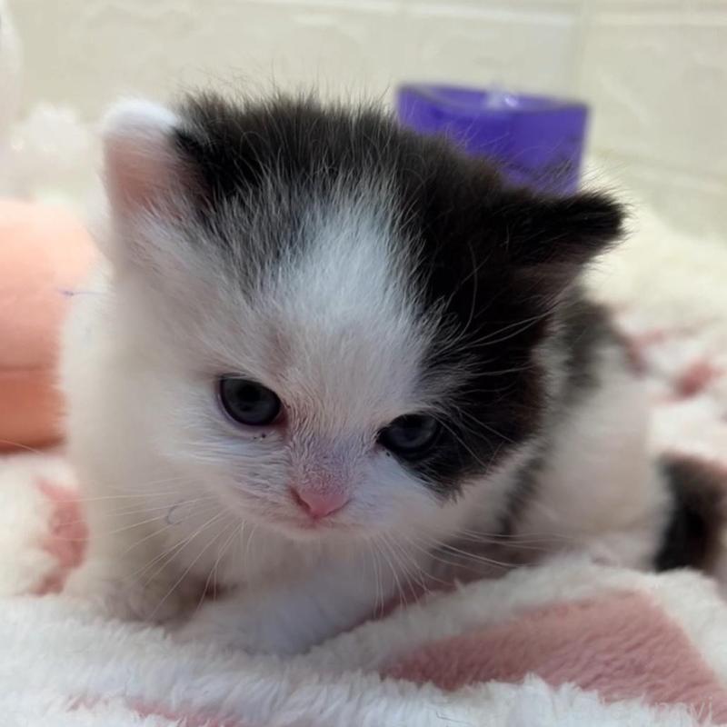 販売中の埼玉県のスコティッシュフォールド-130189の4枚目