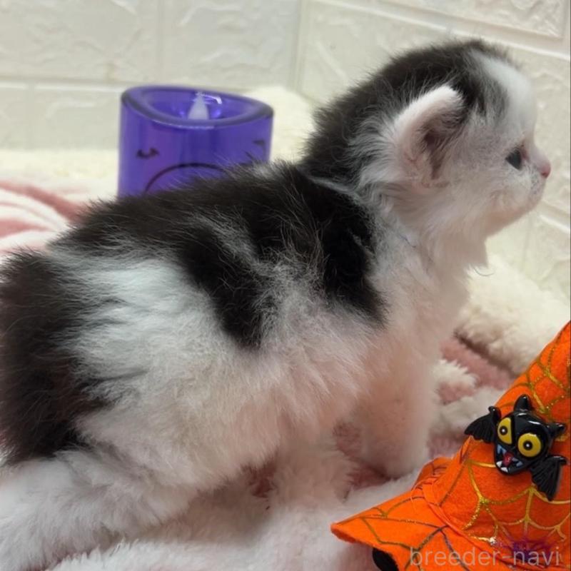 販売中の埼玉県のスコティッシュフォールド-130189の3枚目