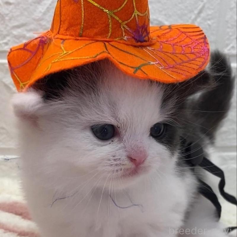 販売中の埼玉県のスコティッシュフォールド-130189の2枚目