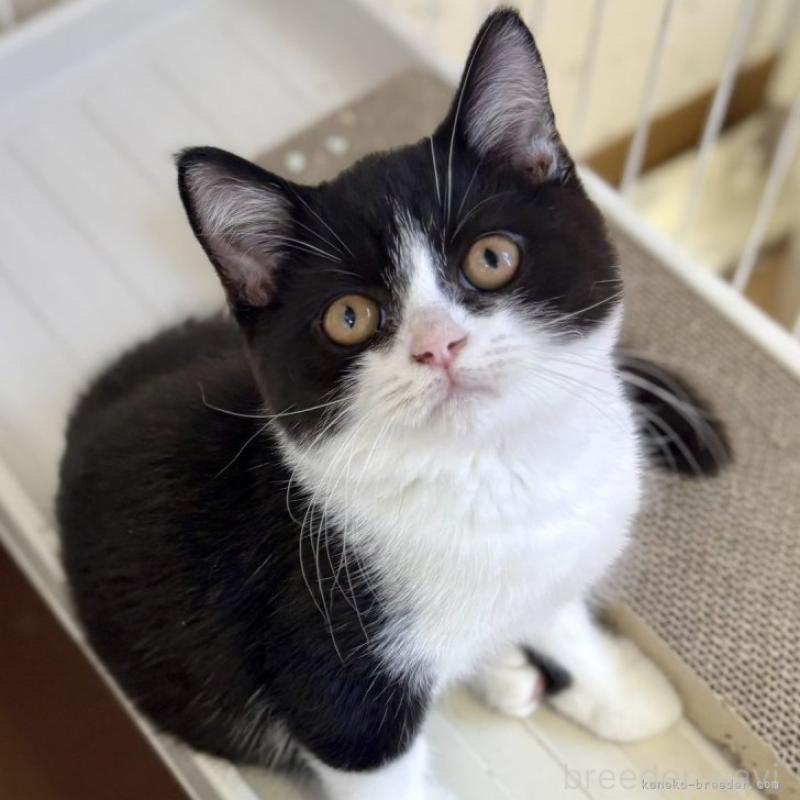 販売中の千葉県のブリティッシュショートヘア-130190