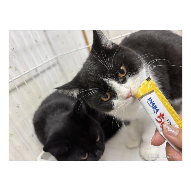 販売中の千葉県のブリティッシュショートヘア-130190の4枚目