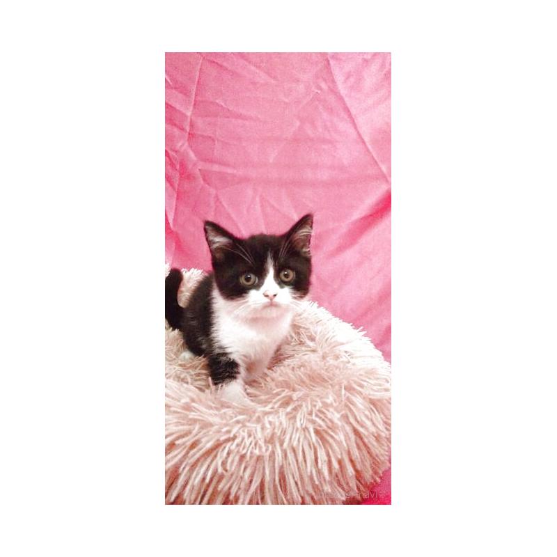 販売中の千葉県のブリティッシュショートヘア-130190の3枚目