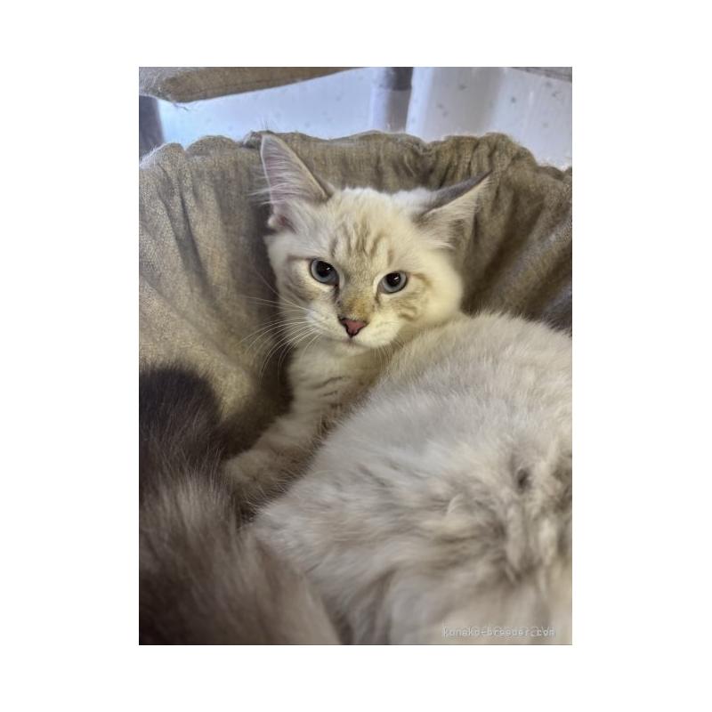 販売中の千葉県のサイベリアン-130191の3枚目